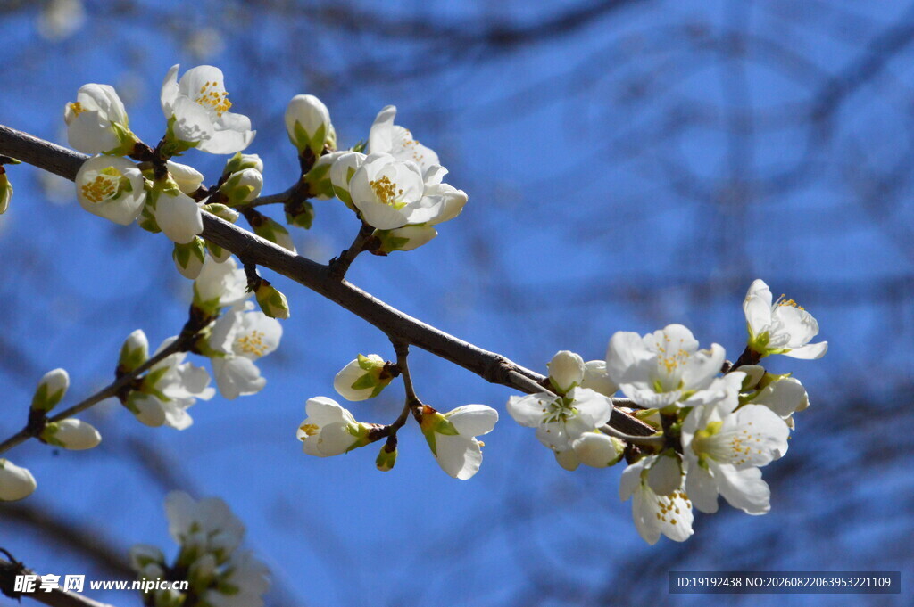 山桃花  