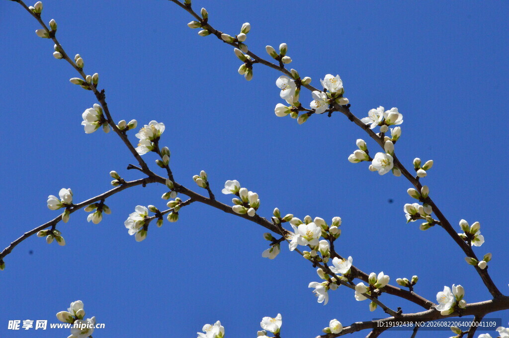 山桃花  