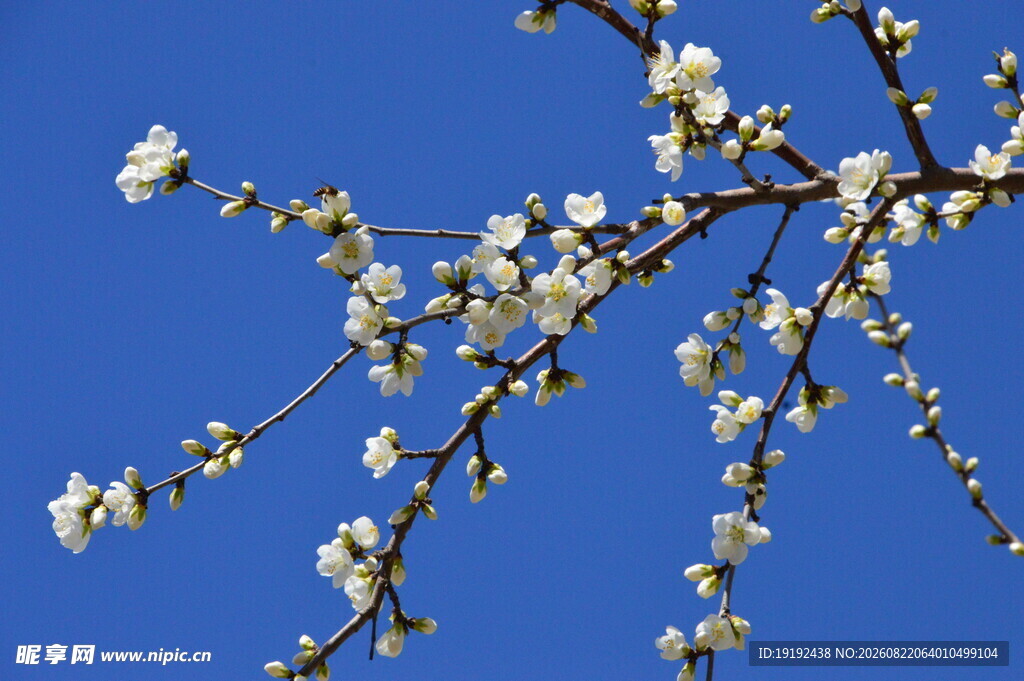 山桃花  