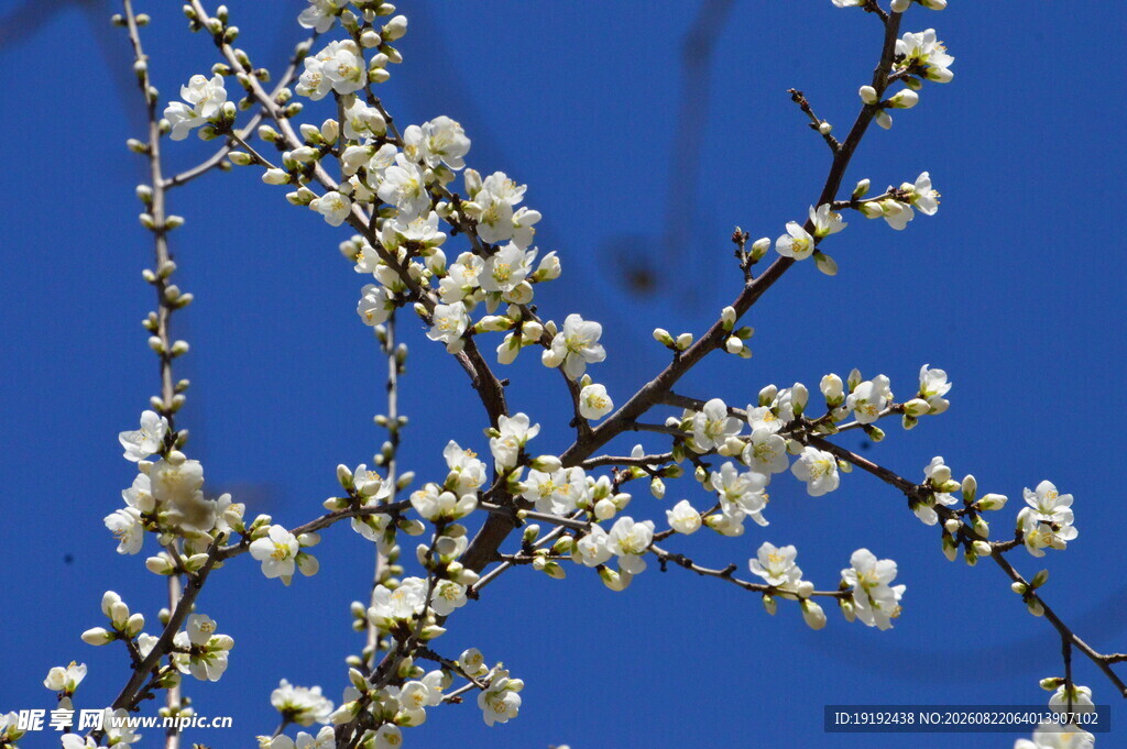 山桃花  