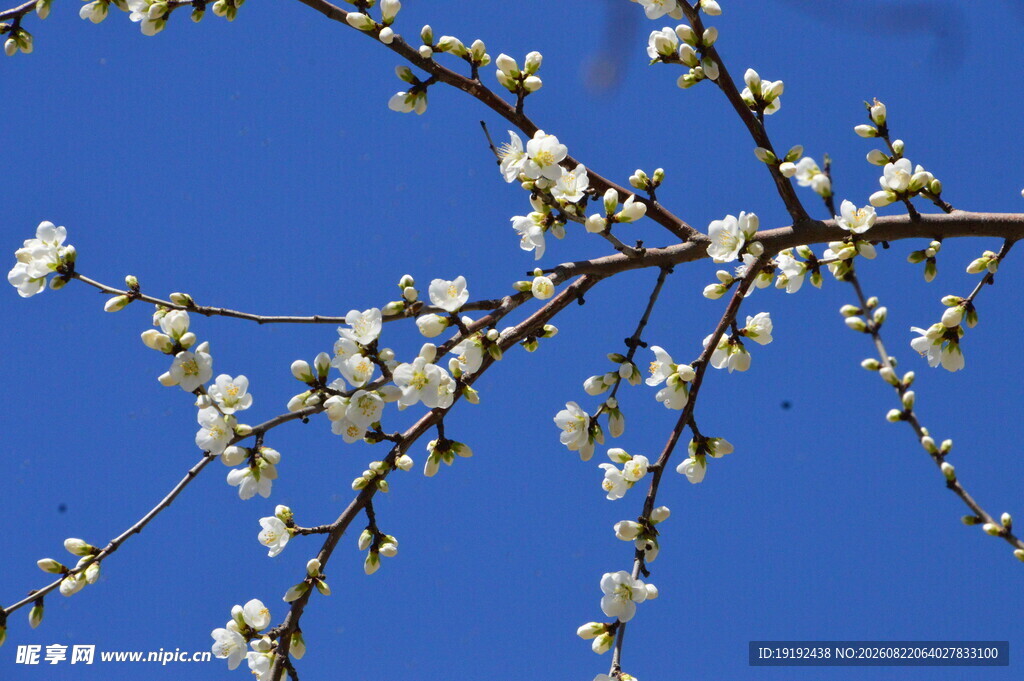山桃花 