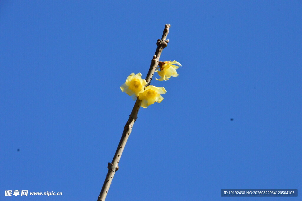 蜡梅花 