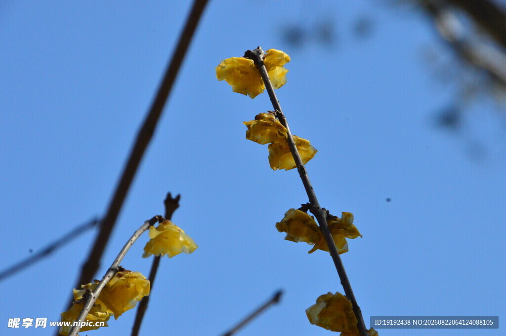 蜡梅花 
