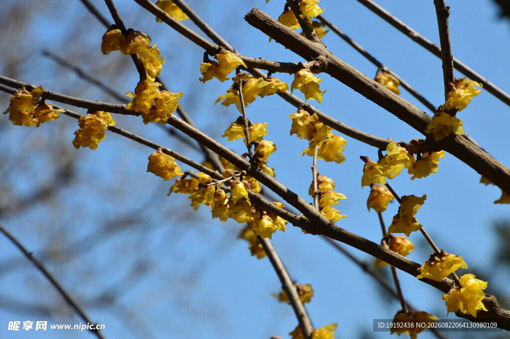 蜡梅花  