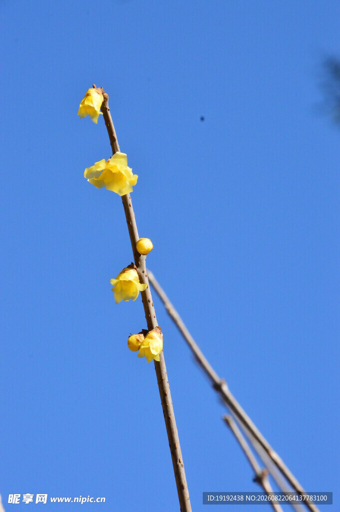 蜡梅花 