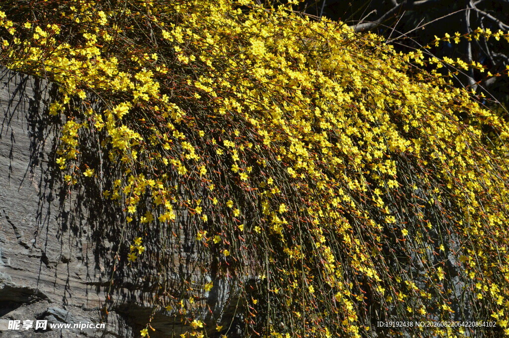 迎春花  