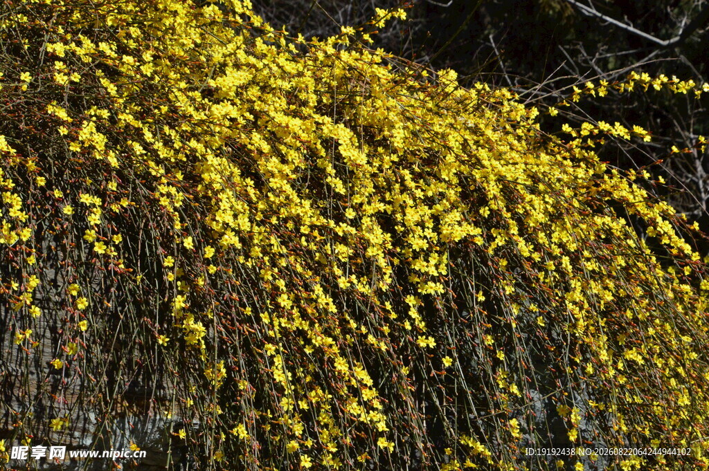 迎春花 