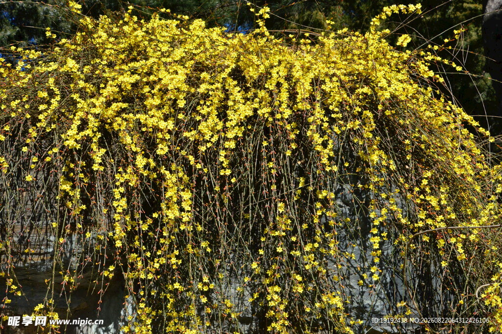 迎春花 