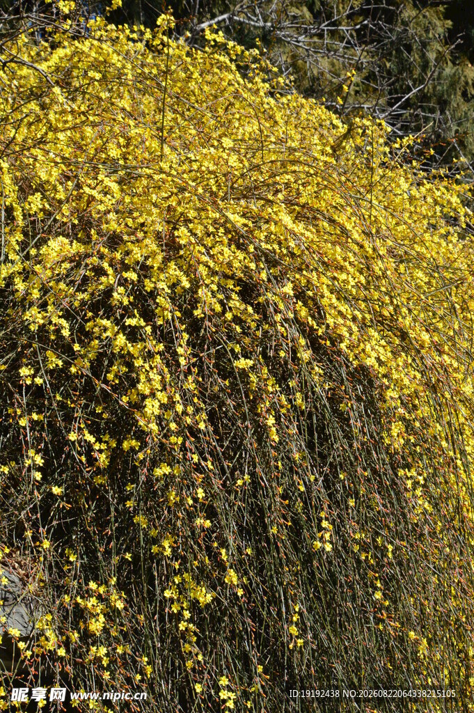 迎春花  
