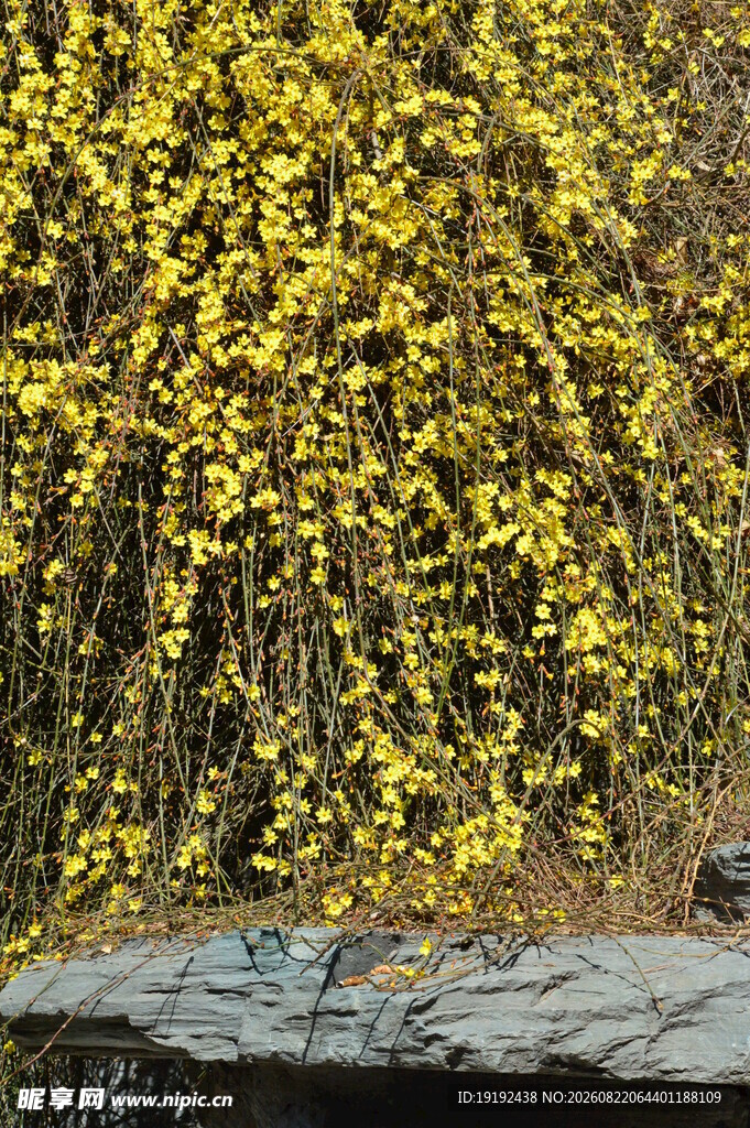 迎春花 