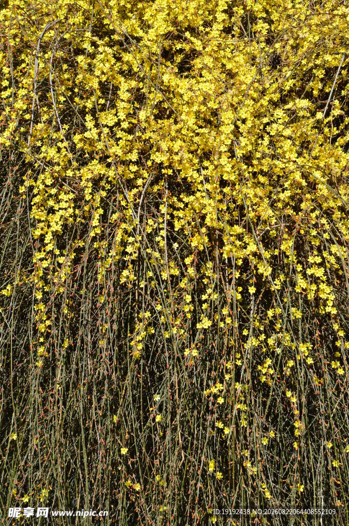 迎春花 