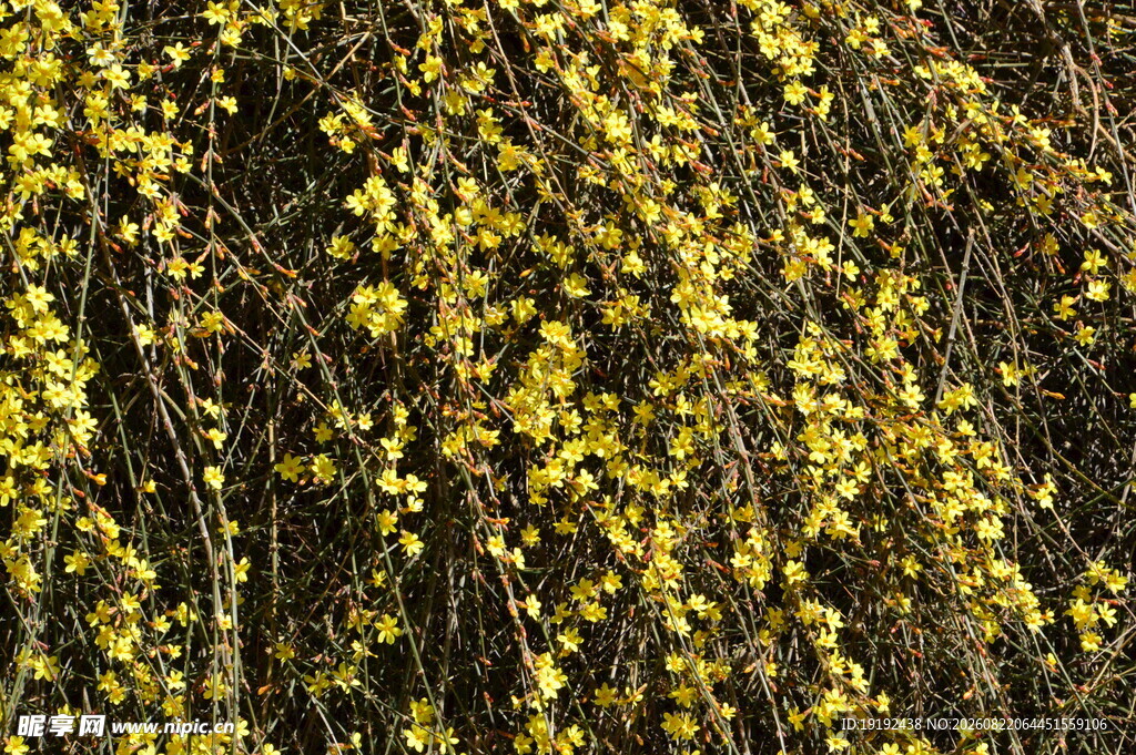 迎春花  