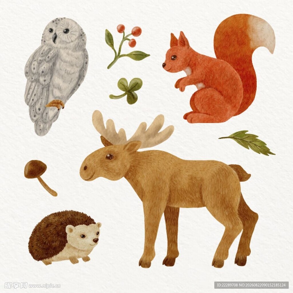 森林动物插画集合