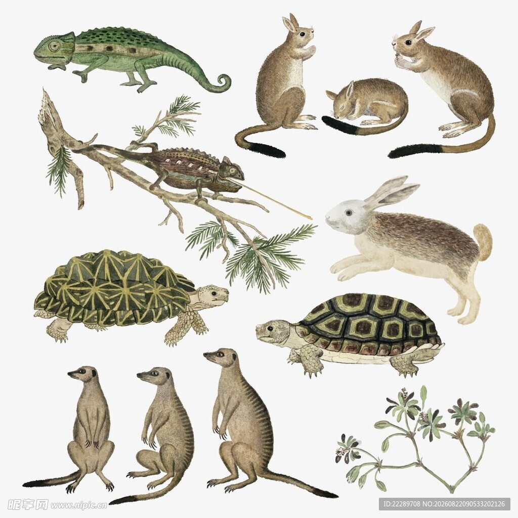 多样动物与植物插画集