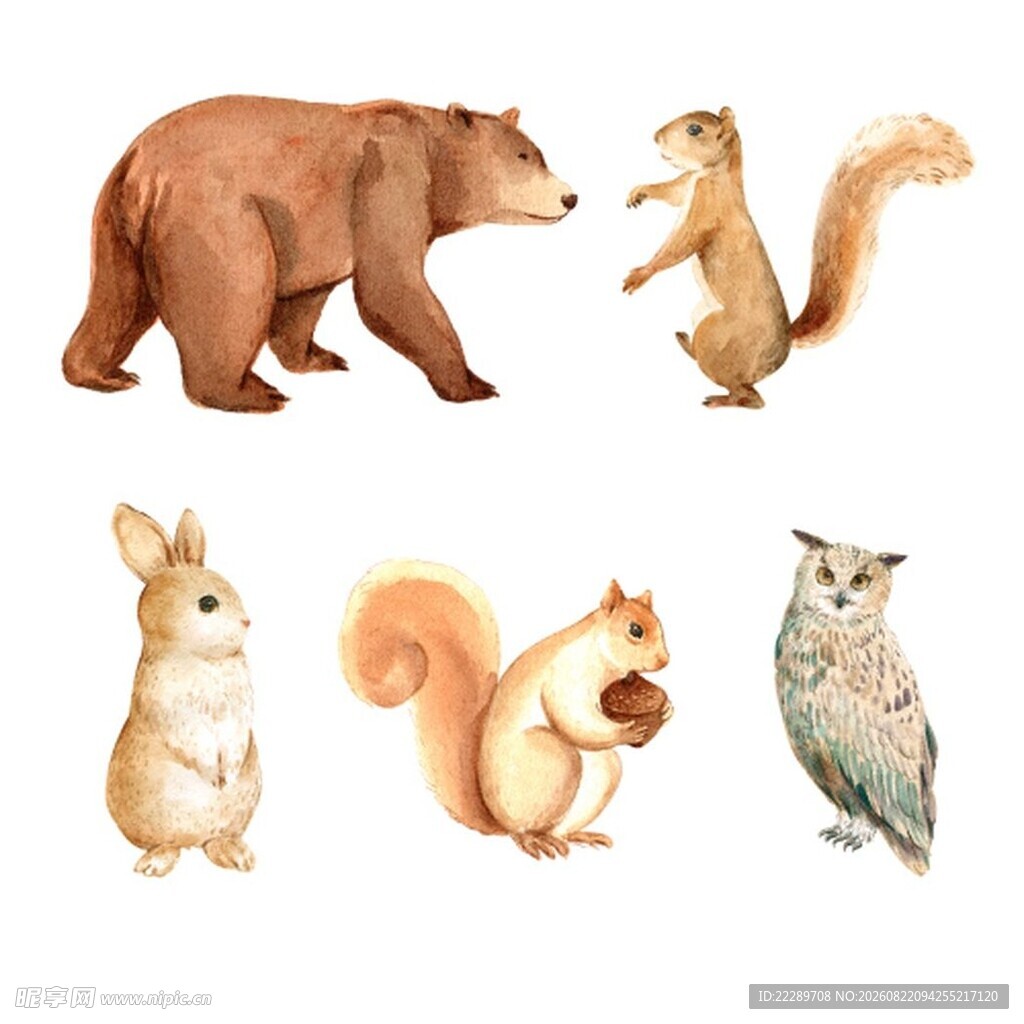 可爱森林动物插画集合