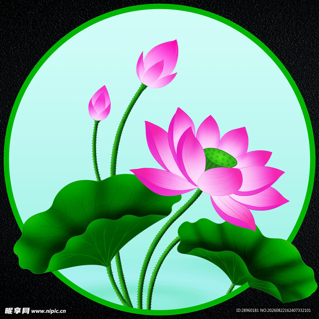荷花与荷叶