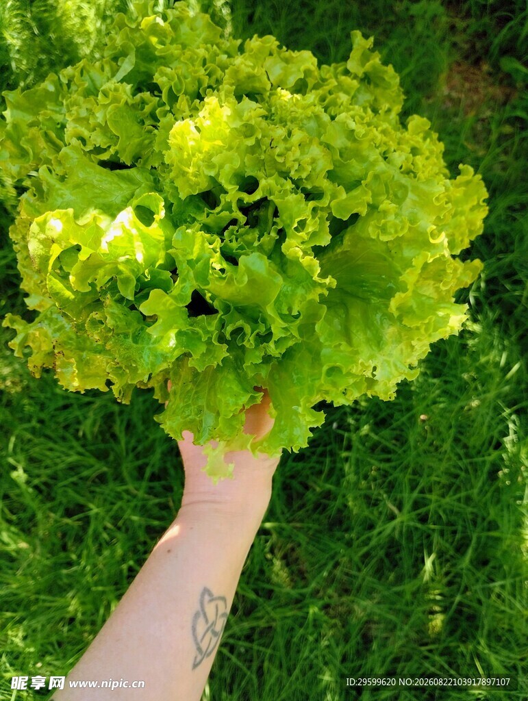 手捧鲜嫩生菜
