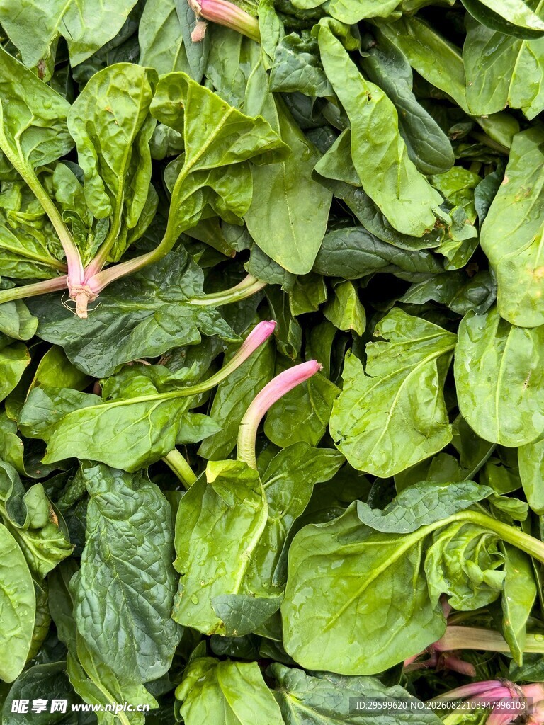 鲜嫩菠菜叶 