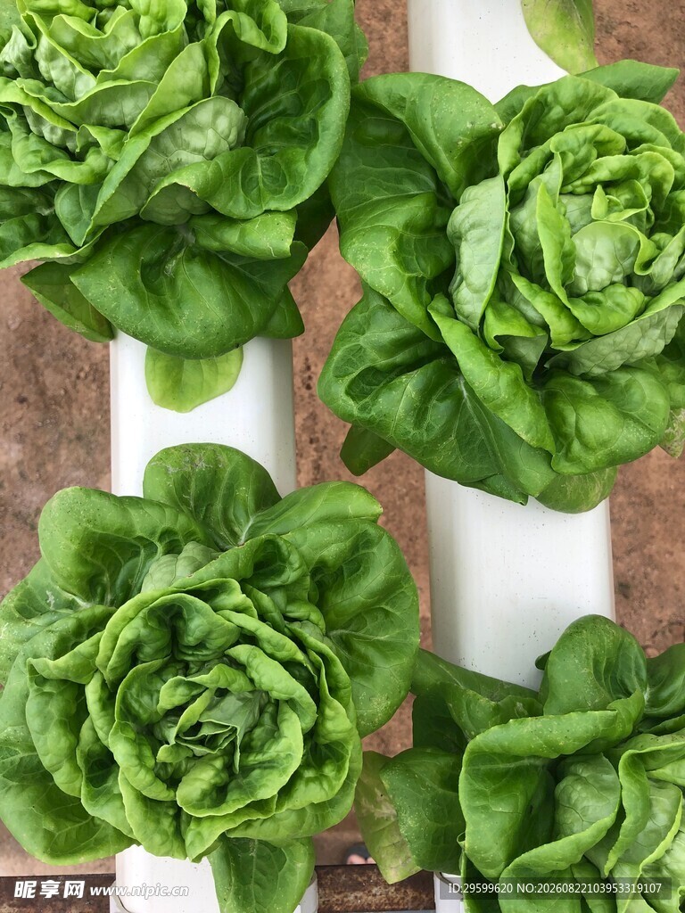 水培生菜生机盎然