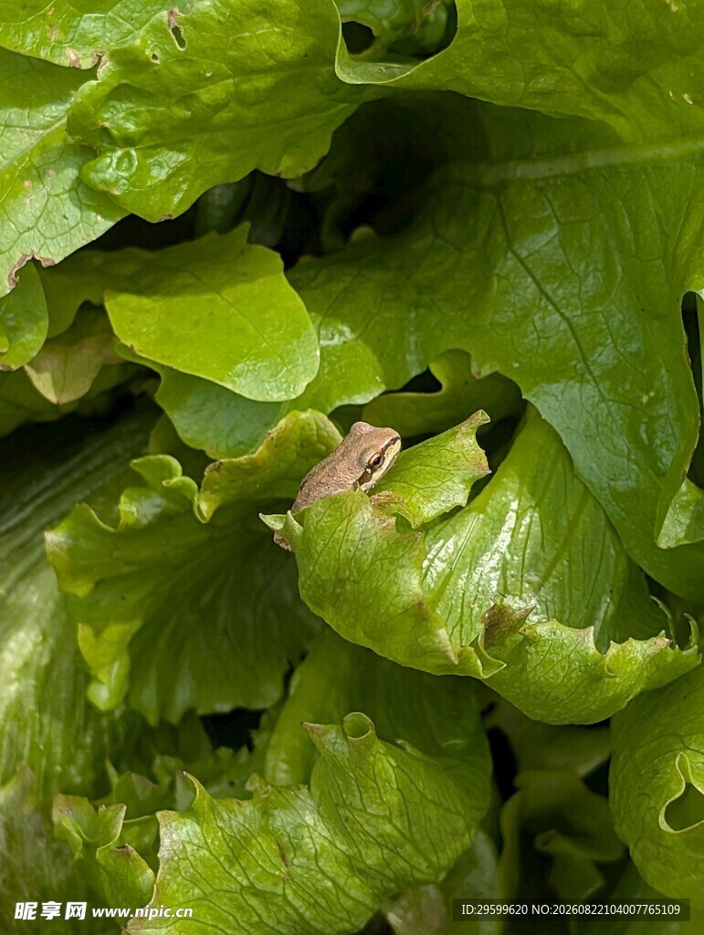 鲜嫩生菜叶片特写