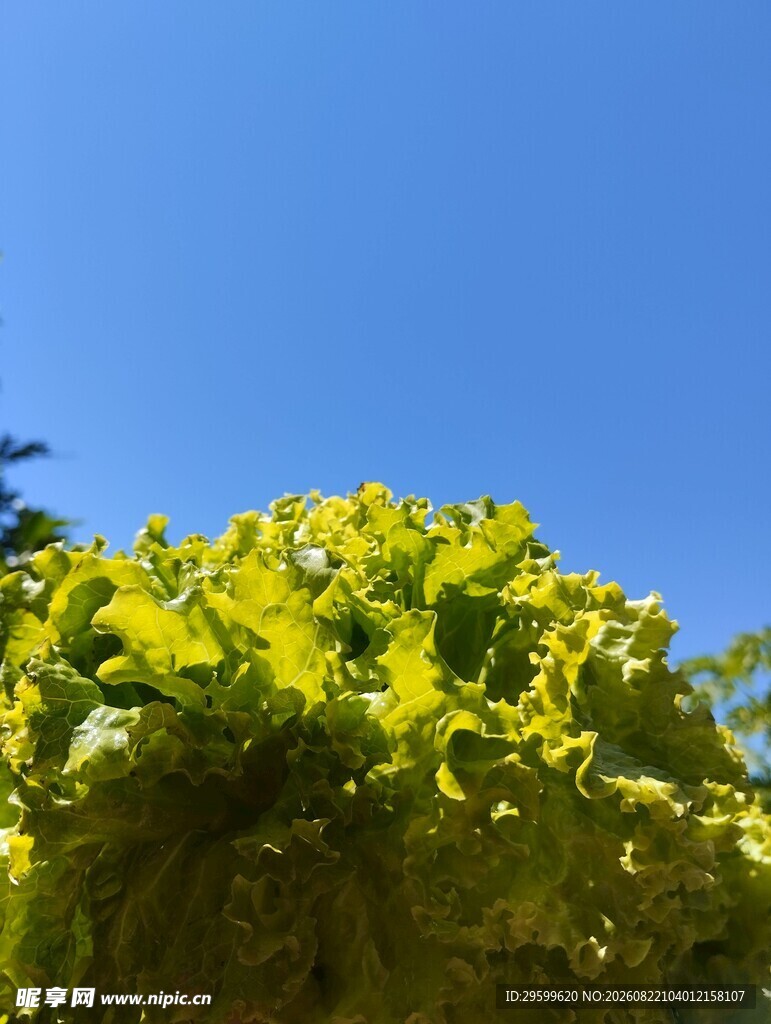 生菜 