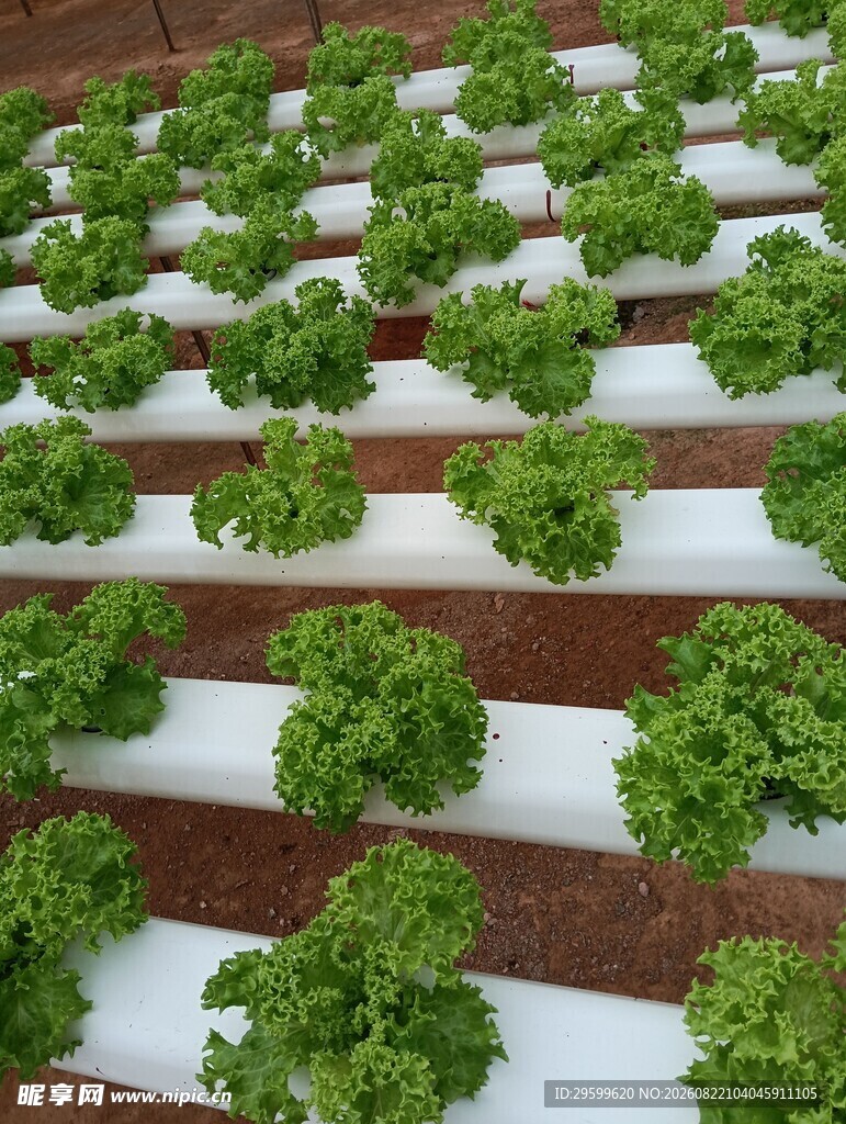 水培生菜的整齐种植景观