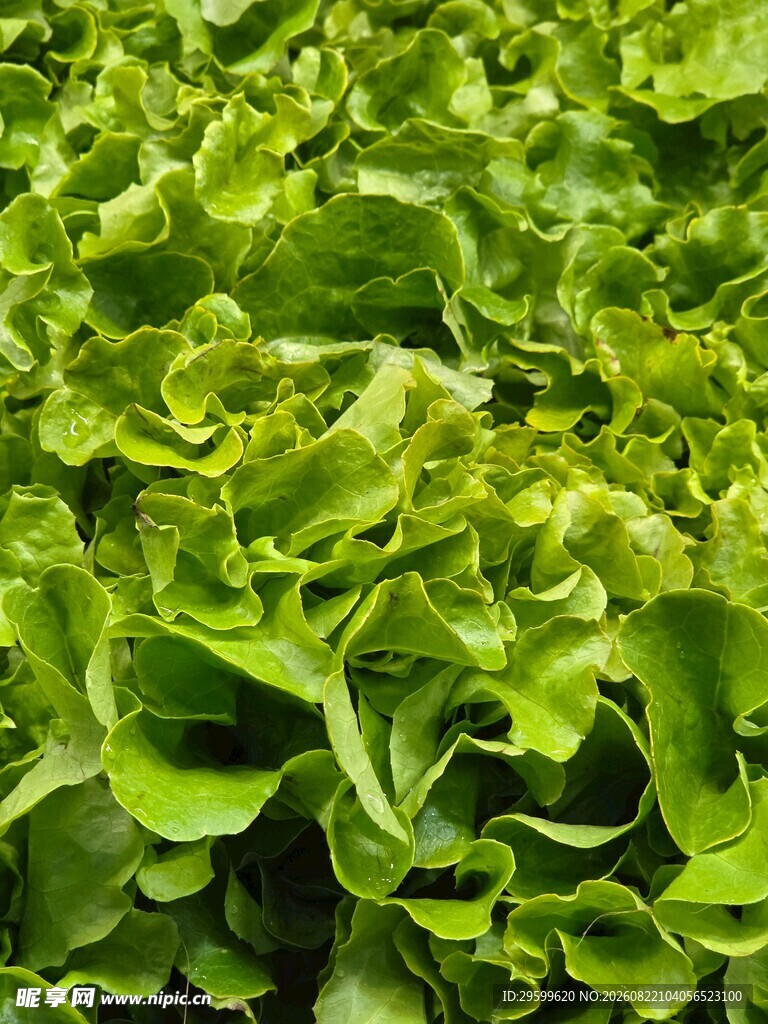 鲜嫩生菜叶片特写