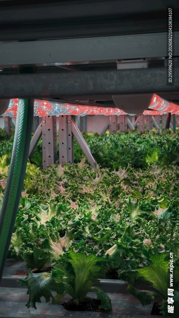生菜  