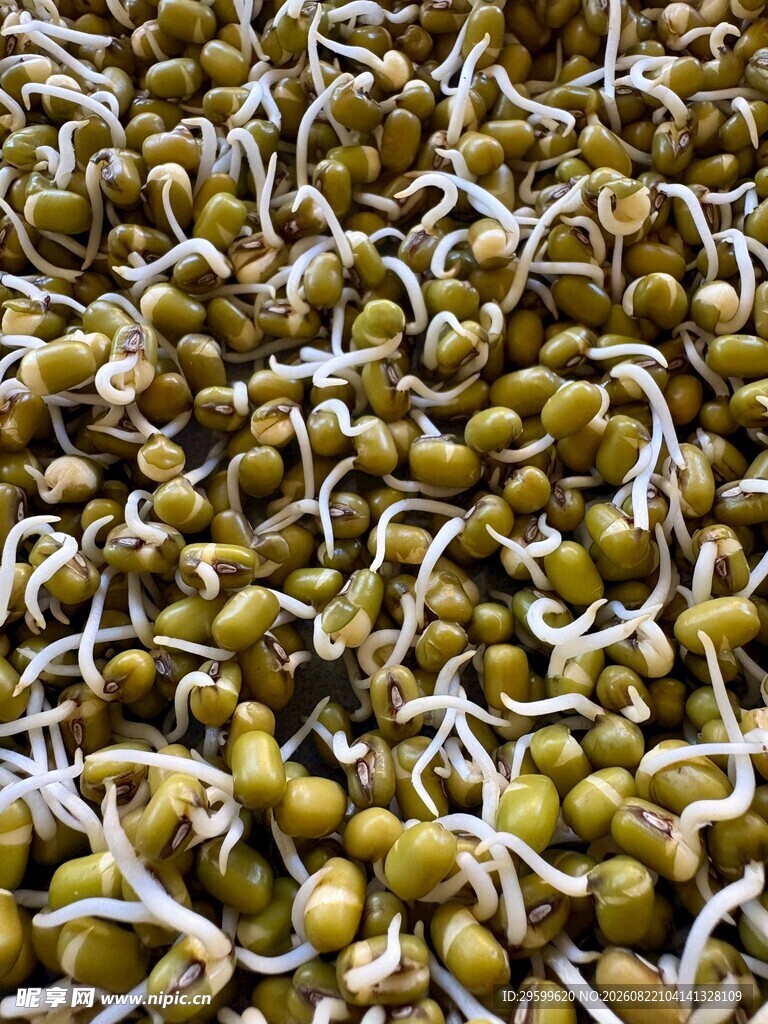 绿豆芽特写