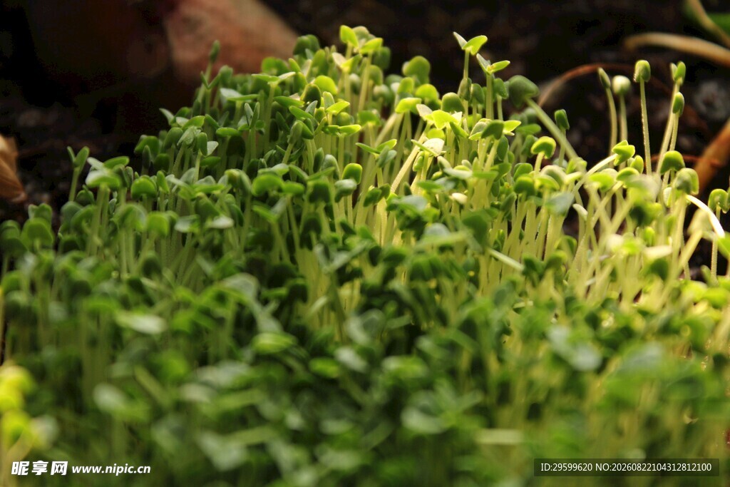 嫩绿植物特写