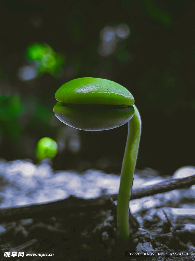 嫩绿新芽破土而出