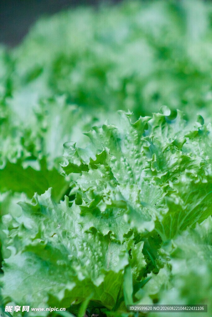 带水珠的鲜嫩羽衣甘蓝