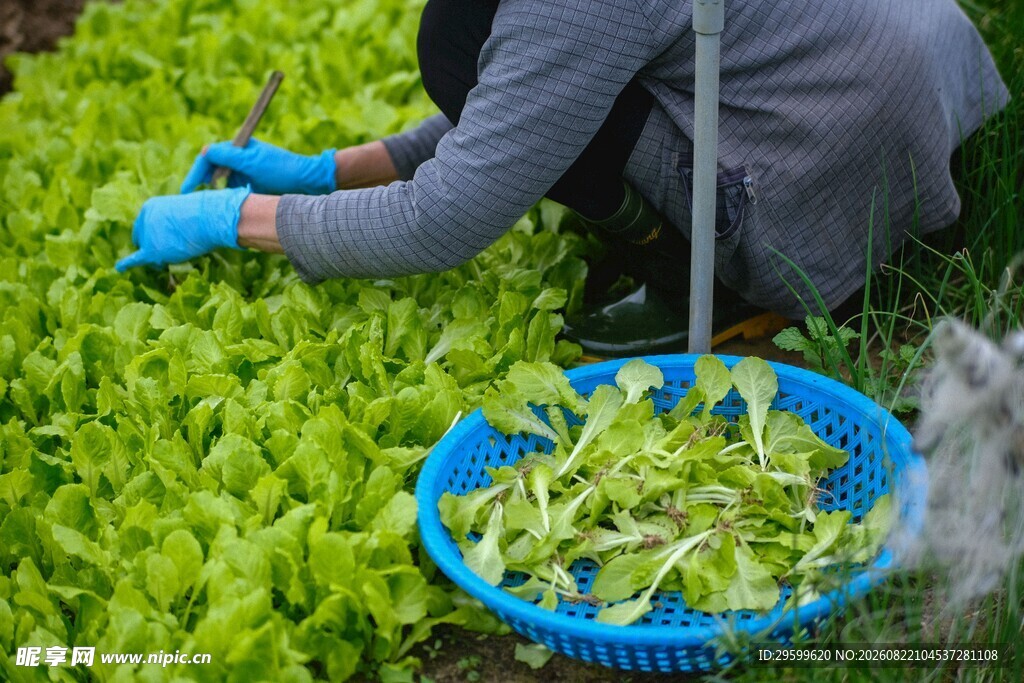 菜农采摘嫩绿蔬菜