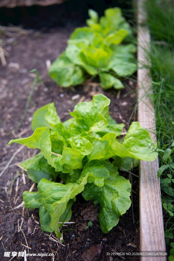 菜园里鲜嫩的生菜植株