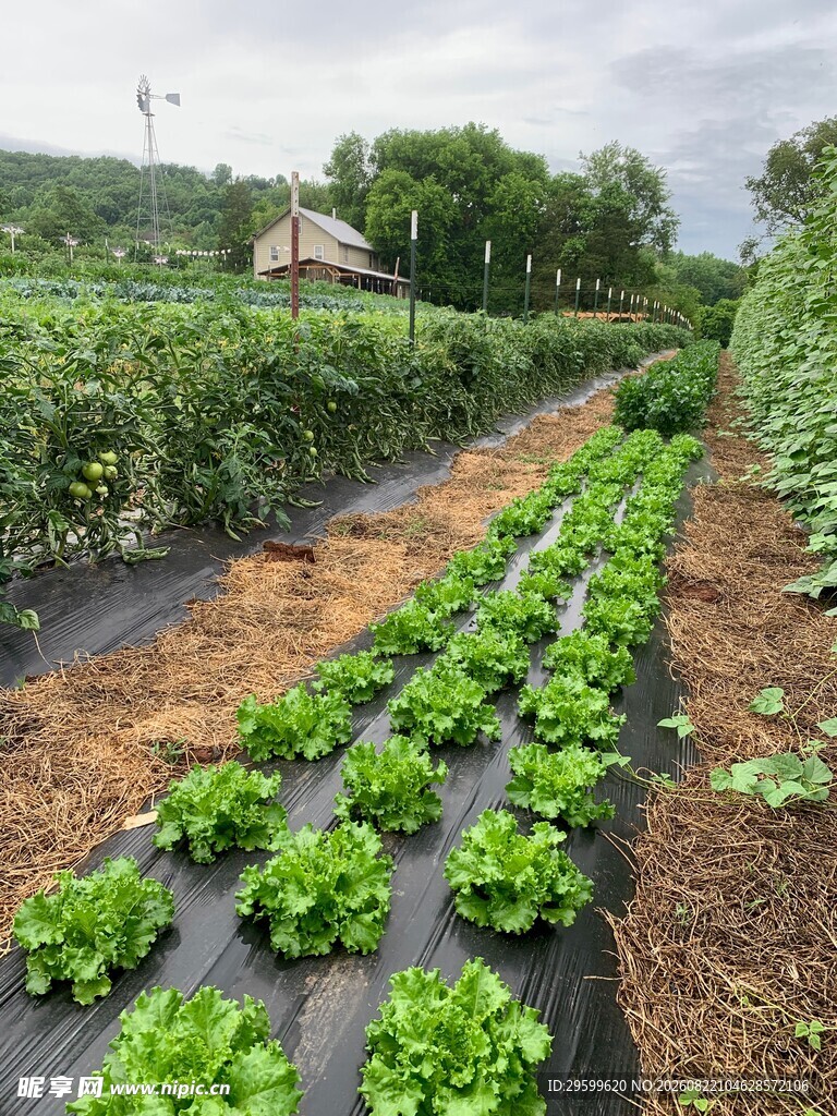 田园生菜种植景观