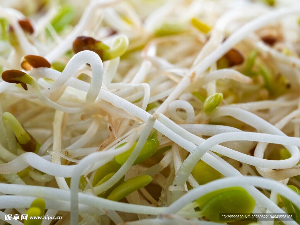 鲜嫩豆芽特写