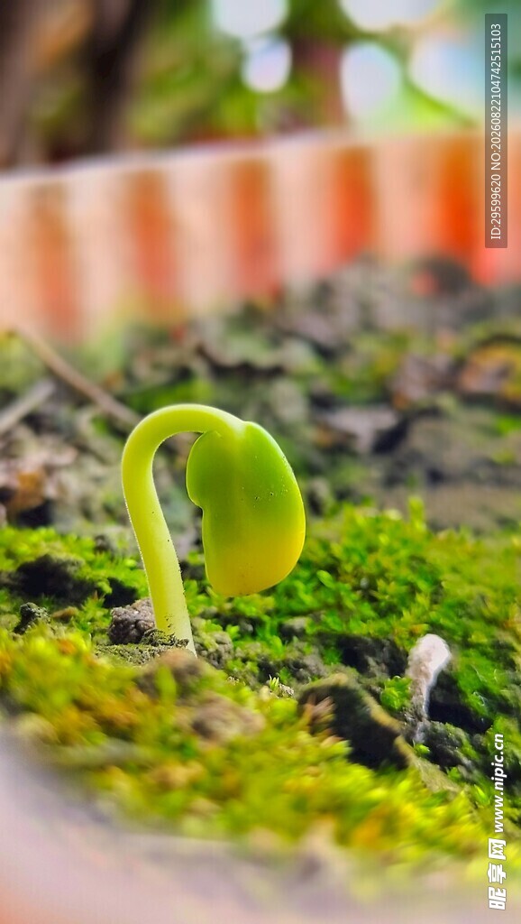嫩绿豆苗生长于苔藓间