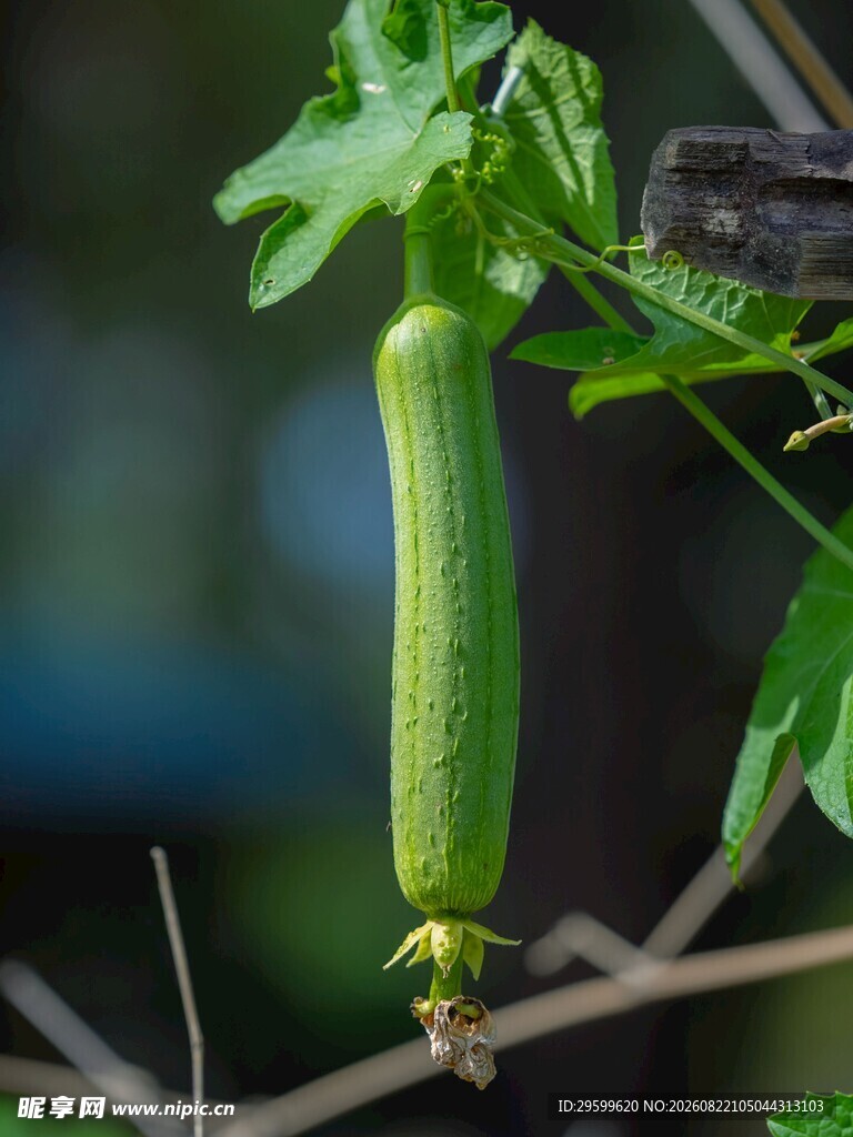悬挂枝头的鲜嫩丝瓜