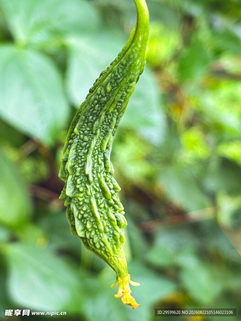 弯曲的鲜嫩苦瓜