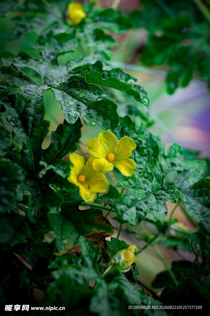 苦瓜植株