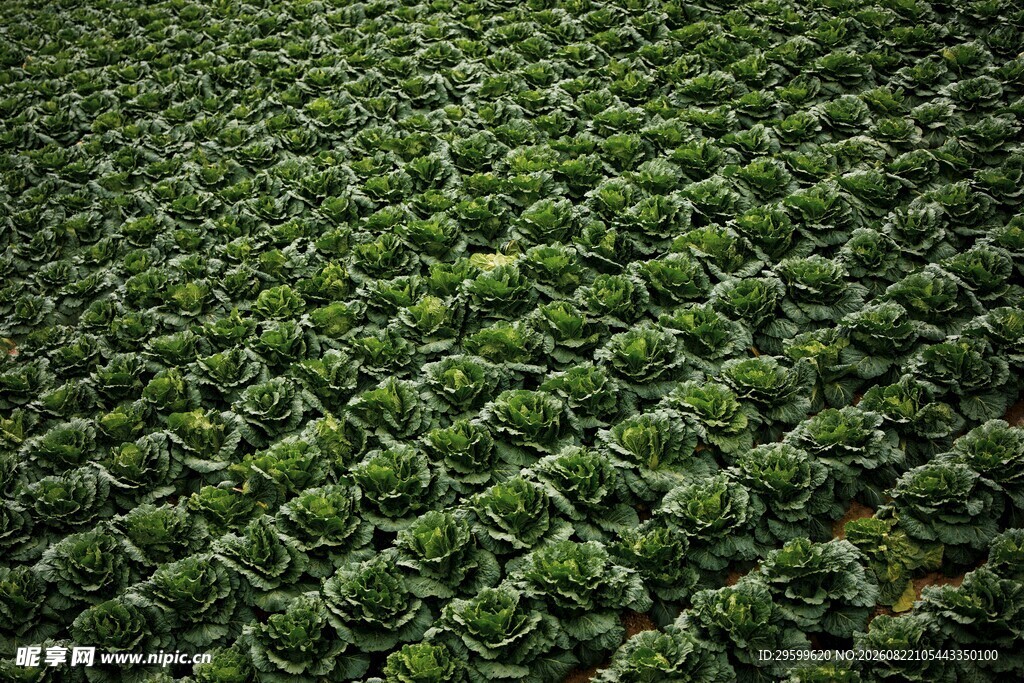 绿色植物整齐排列的农田