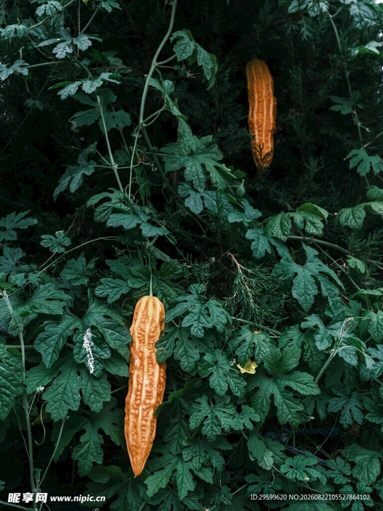 藤蔓上的橙黄色苦瓜