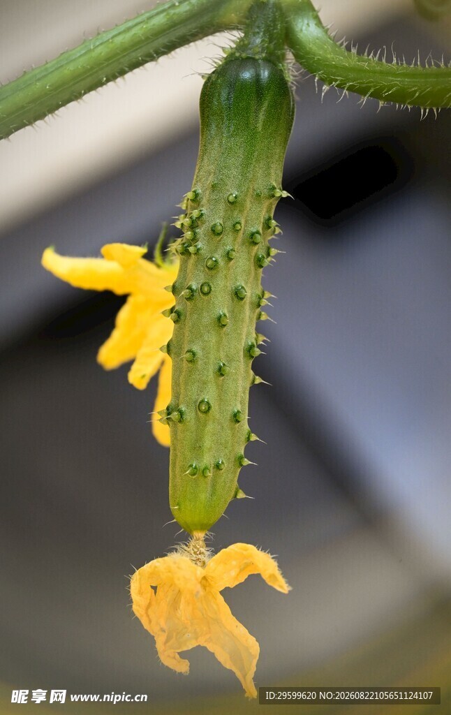 黄瓜花特写