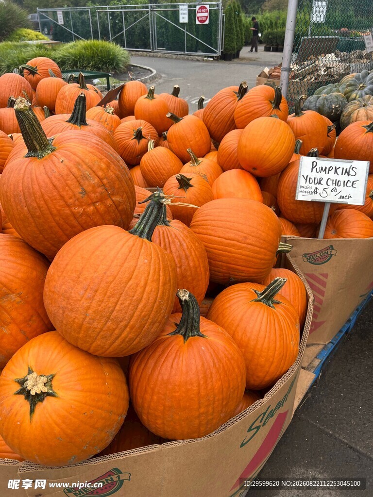 南瓜 
