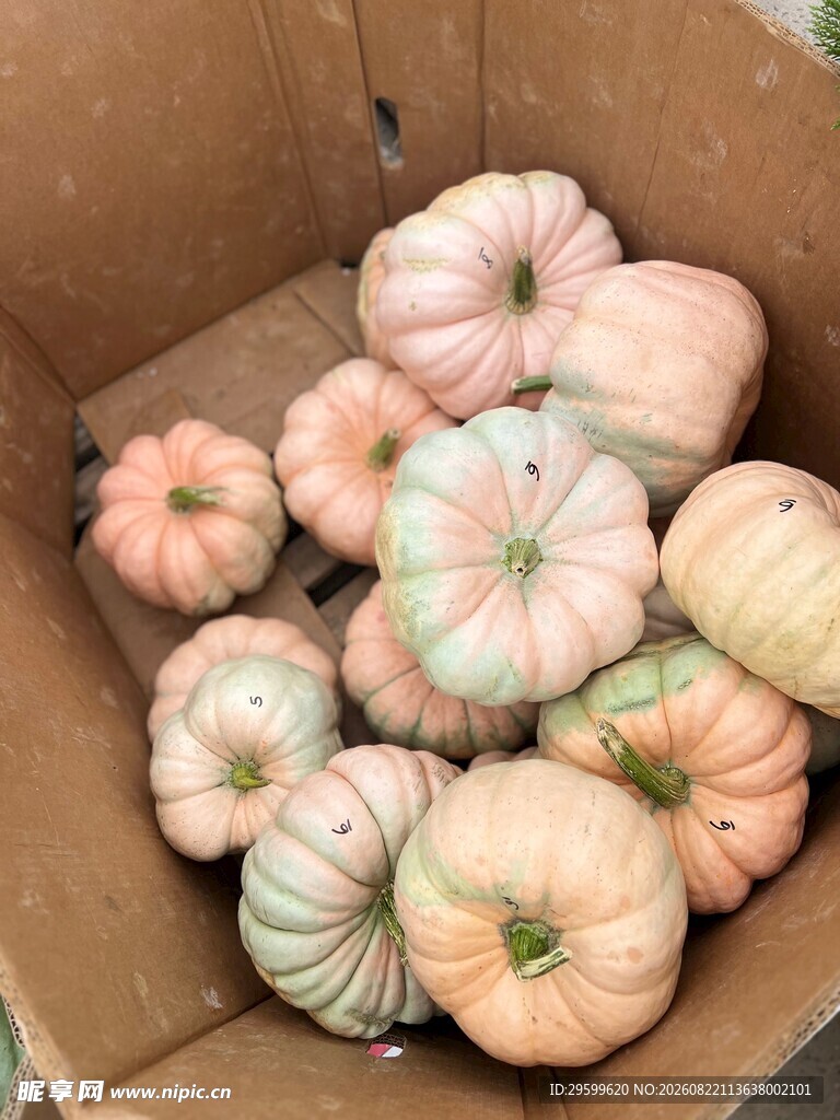 纸箱中的多彩小南瓜