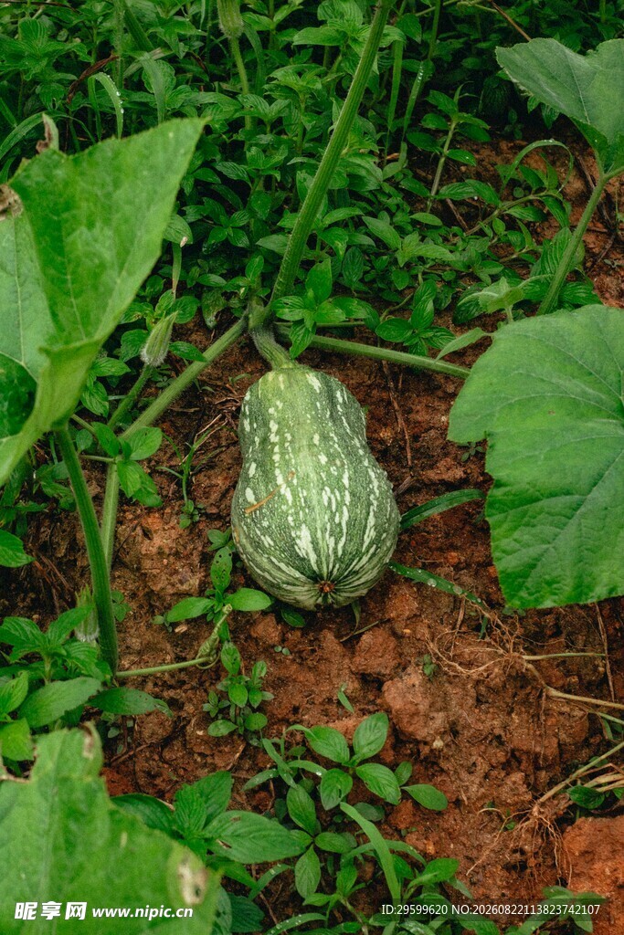 田间生长的带花纹南瓜