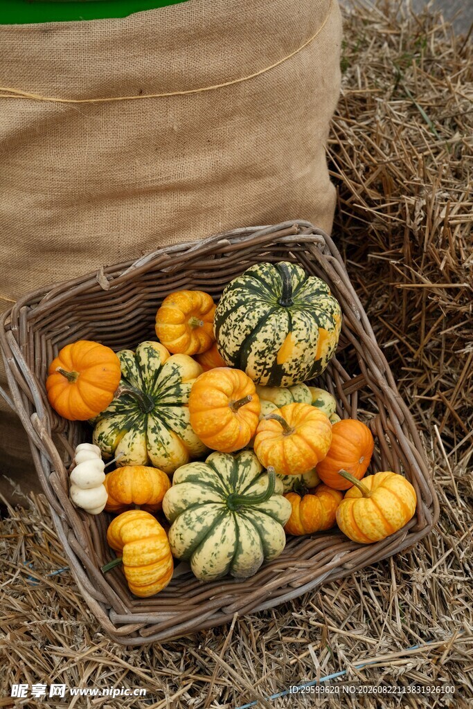 篮子里的多彩小南瓜