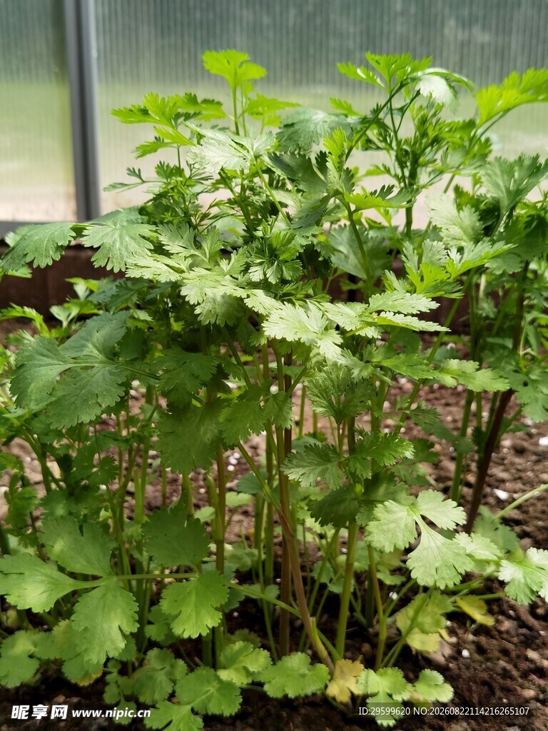 温室中的翠绿植物