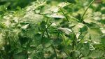 翠绿繁茂的植物叶片