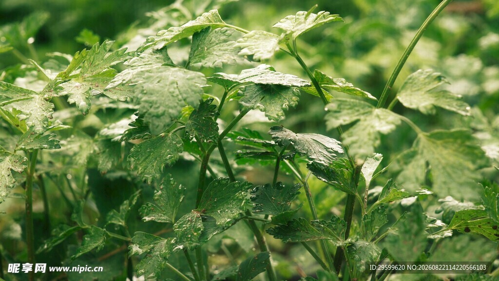 翠绿繁茂的植物叶片